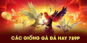 Các giống gà đá hay 789P