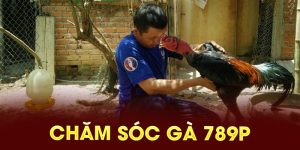 Chăm sóc gà 789P
