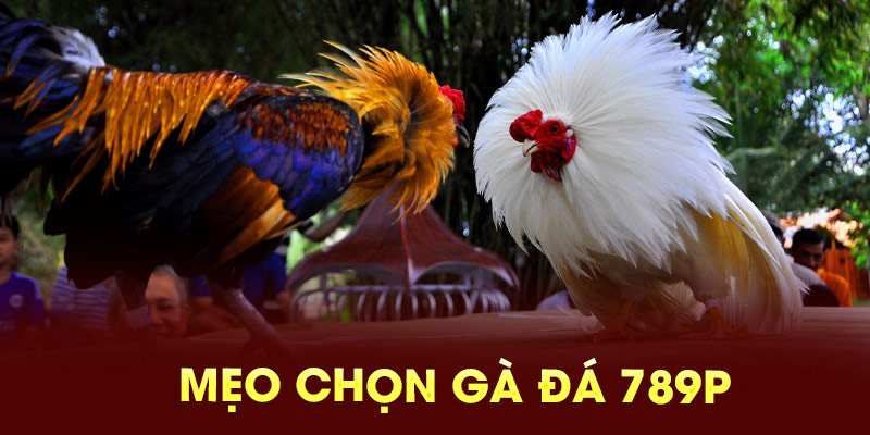 Mẹo chọn gà đá 789P